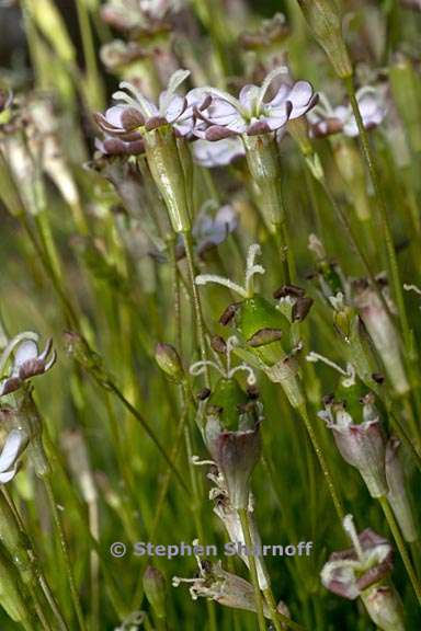 silene saxifraga 2 graphic